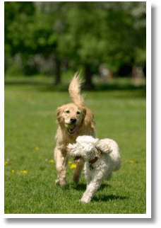 Two Runnings Running in Dog Park